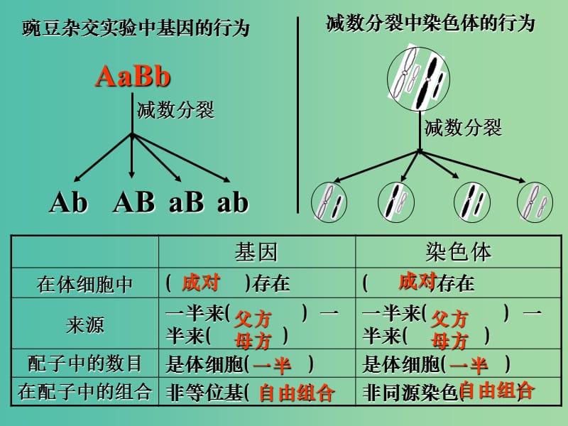 高中生物 第二章 基因和染色体的关系 第2节 基因在染色体上1课件 新人教版必修2.ppt_第2页