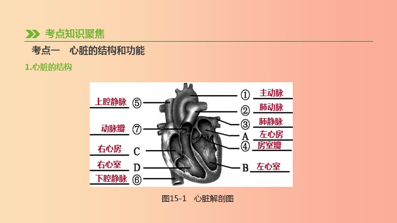 2019年中考生物 专题复习四 生物圈中的人 第15课时 心脏与血液循环课件 新人教版.ppt_第2页