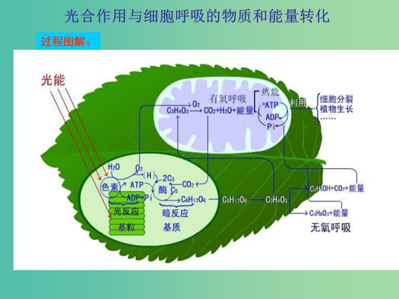 高考生物 高頻考點(diǎn)13 光合作用和細(xì)胞呼吸的能量轉(zhuǎn)化素材.ppt_第1頁(yè)