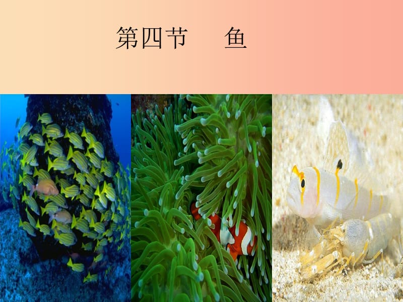 吉林省八年級(jí)生物上冊(cè) 5.1.4 魚(yú)課件 新人教版.ppt_第1頁(yè)