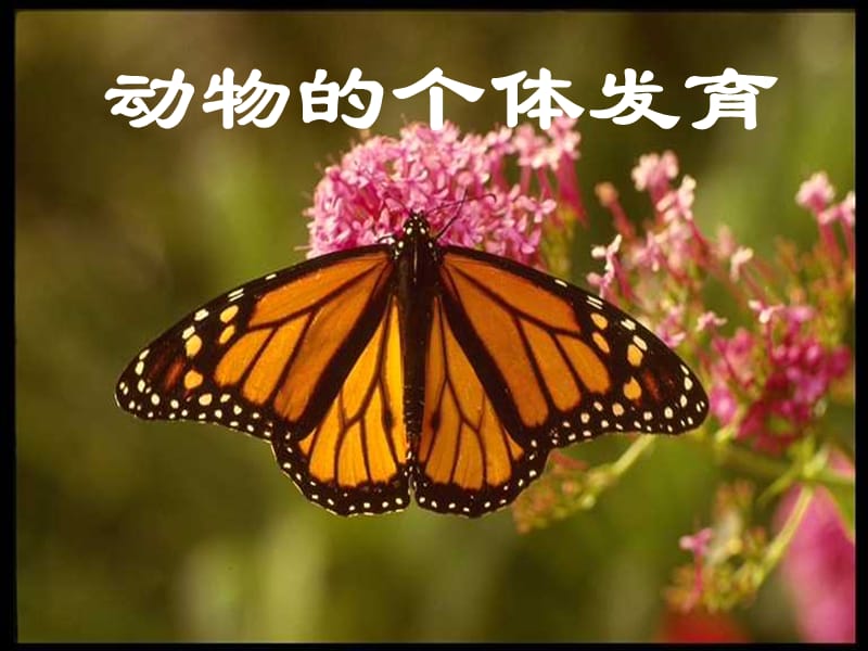 动物的个体发育.ppt_第1页