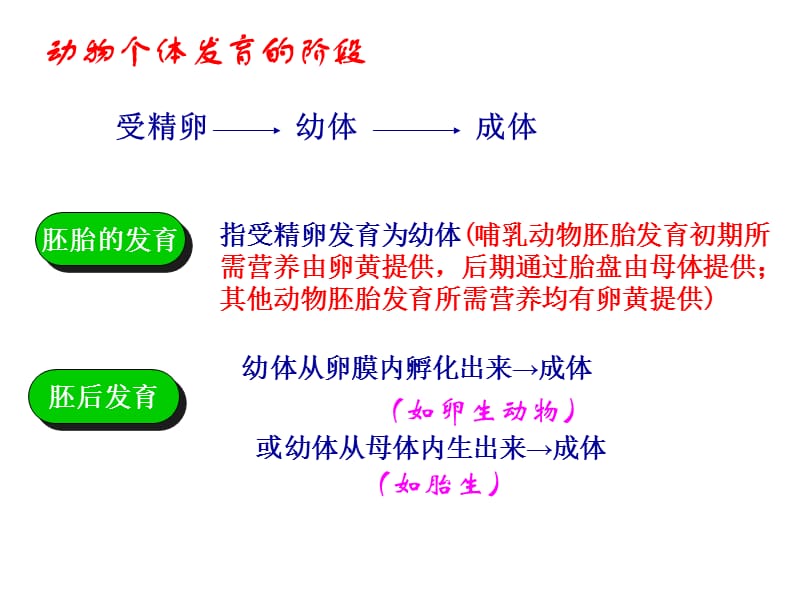 动物的个体发育.ppt_第2页