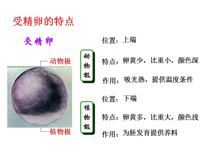 动物的个体发育.ppt_第3页