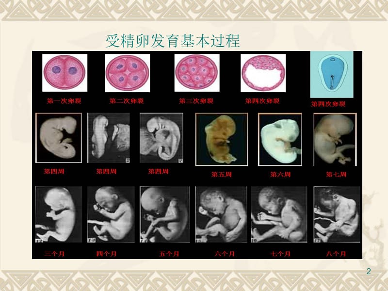 初一生物细胞分裂和分化ppt课件_第2页