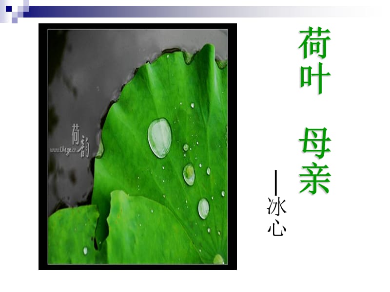 公開課《荷葉-母親》.ppt_第1頁