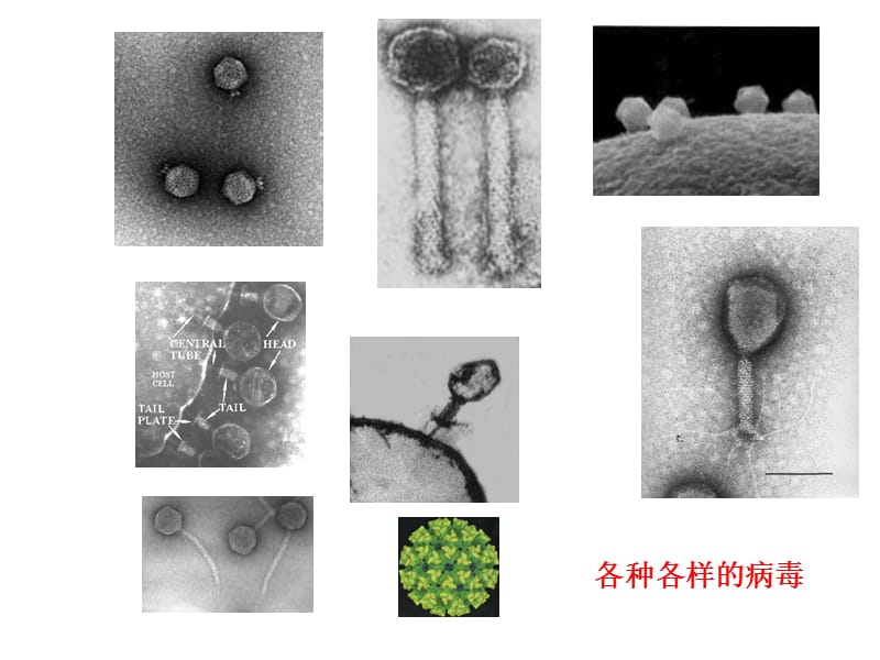 人体内主要的免疫细胞.ppt_第3页