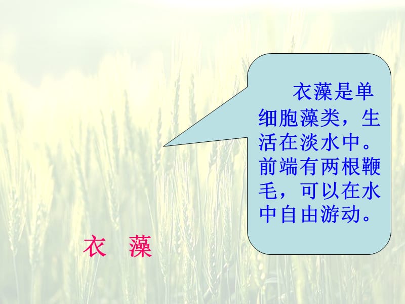 只有一个细胞的生物体.ppt_第3页