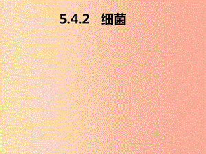 內蒙古八年級生物上冊 5.4.2 細菌課件 新人教版.ppt