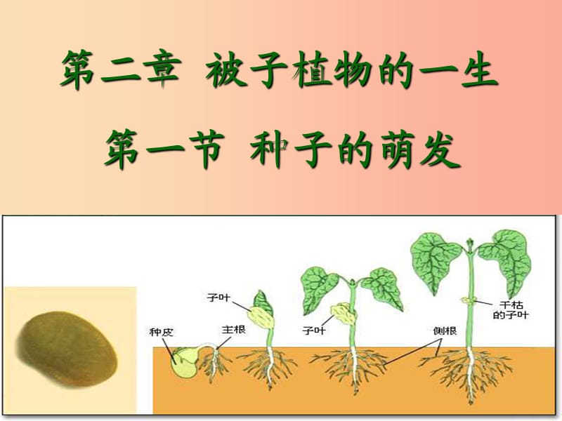 2019年七年級生物上冊 3.2.1《種子的萌發(fā)》課件3 新人教版.ppt_第1頁