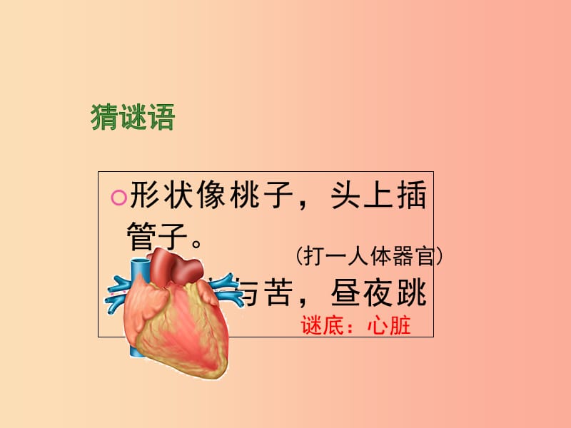 七年级生物下册 4.4.3《输送血液的泵——心脏》第一课时课件 新人教版.ppt_第3页