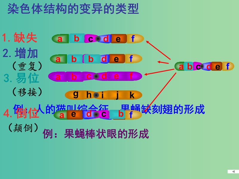 高考生物 高頻考點(diǎn)24 染色體變異素材.ppt_第1頁