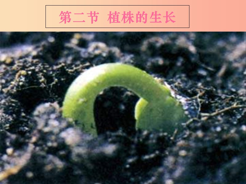 陜西省七年級生物上冊 3.2.2植株的生長課件 新人教版.ppt_第1頁