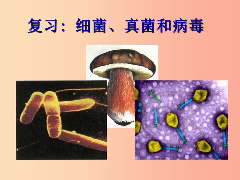 八年級(jí)生物上冊(cè) 5.4.3真菌課件 新人教版.ppt_第1頁(yè)