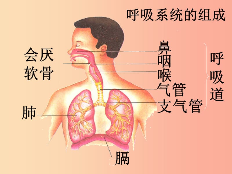 安徽省七年级生物下册 4.3.1 呼吸道对空气的处理课件3 新人教版.ppt_第2页