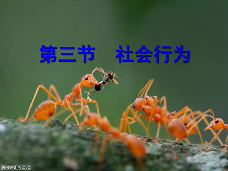 吉林省八年级生物上册 5.2.3 社会行为课件 新人教版.ppt_第1页