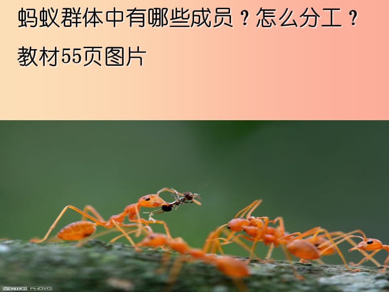 吉林省八年级生物上册 5.2.3 社会行为课件 新人教版.ppt_第3页