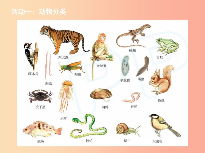 江苏省如皋市七年级生物下册 14.1 生物的分类课件（新版）苏科版.ppt_第3页