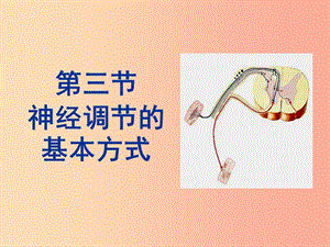 內蒙古鄂爾多斯市達拉特旗七年級生物下冊 4.6.3神經(jīng)調節(jié)的基本方式課件 新人教版.ppt