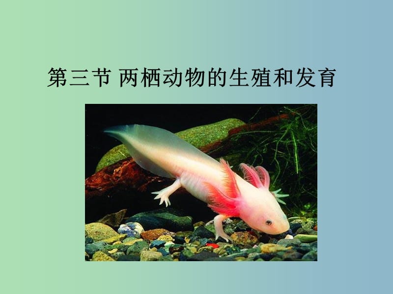 八年級(jí)生物下冊(cè) 7.1.3 兩棲動(dòng)物的生殖和發(fā)育課件 新人教版.ppt_第1頁(yè)