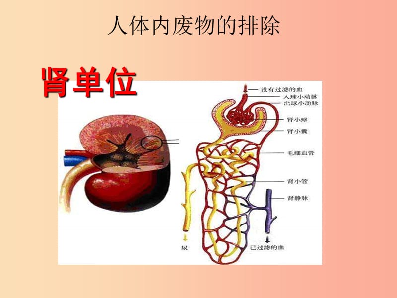 七年級生物下冊 4.5人體內(nèi)廢物的排出課件3 新人教版.ppt_第1頁