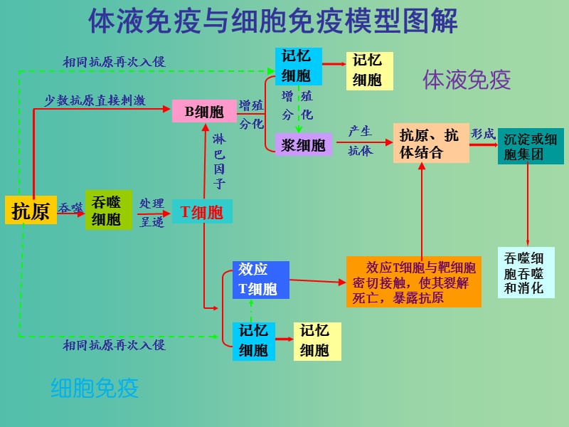 高考生物 高頻考點32 體液免疫與細胞免疫模型圖解素材.ppt_第1頁