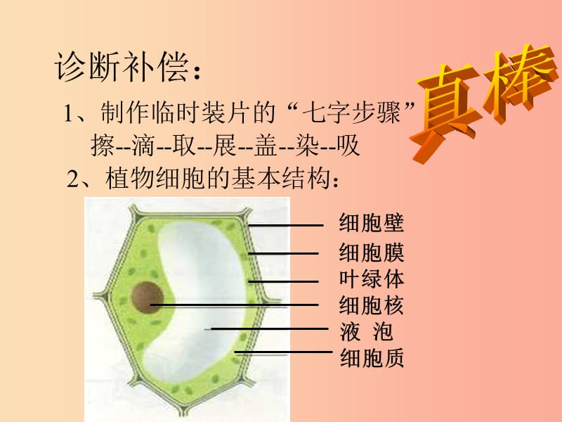 安徽省七年级生物上册2.1.3动物细胞课件3 新人教版.ppt_第2页