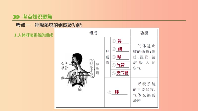 2019年中考生物 专题复习四 生物圈中的人 第13课时 人体的呼吸课件 新人教版.ppt_第2页