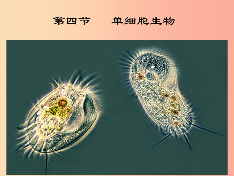 陜西省七年級(jí)生物上冊(cè) 2.2.4單細(xì)胞生物課件 新人教版.ppt_第1頁