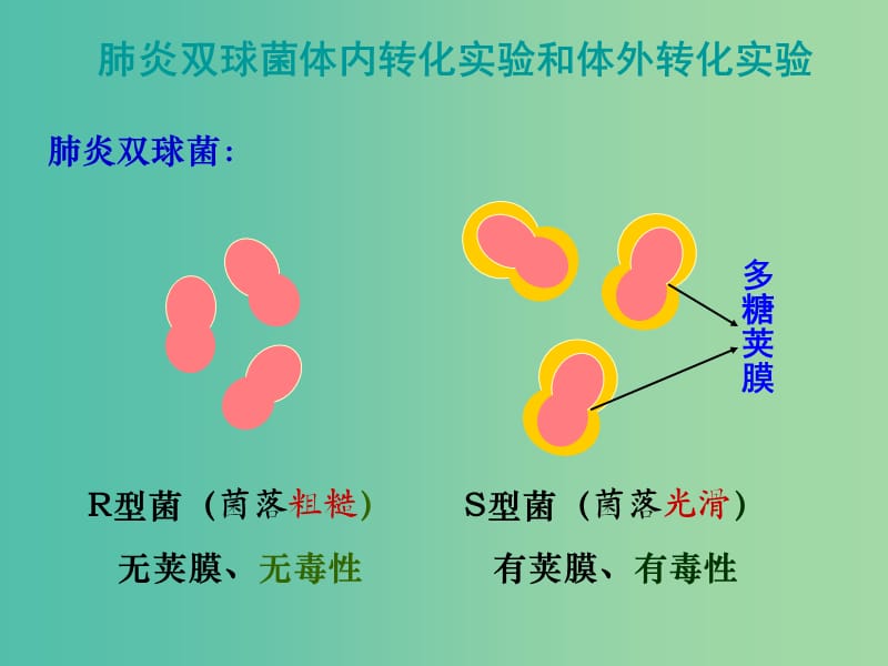 高考生物高頻考點19肺炎雙球菌轉(zhuǎn)化實驗素材.ppt_第1頁