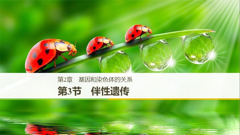 2018-2019學(xué)年高中生物 第2章 基因和染色體的關(guān)系 第3節(jié) 伴性遺傳課件 新人教版必修2.ppt_第1頁