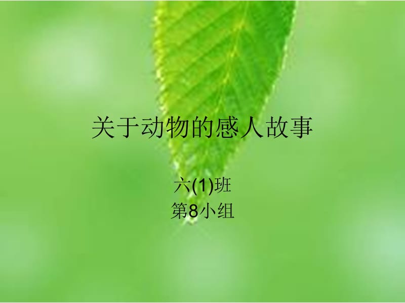 关于动物的感人故事.ppt_第1页