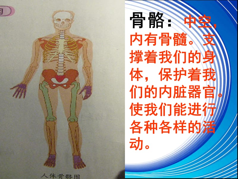 骨骼关节和肌肉ppt课件_第2页