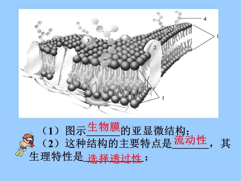 物质跨膜运输的方式.ppt_第2页