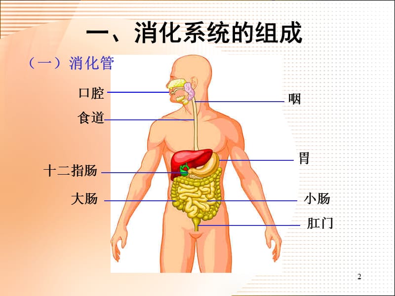 食物的消化和营养物质的吸收ppt课件_第2页