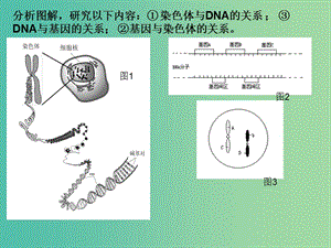 陜西省石泉縣高中生物 第四章 遺傳的分子基礎(chǔ) 4.3.1 基因控制蛋白質(zhì)的合成課件 蘇教版必修2.ppt