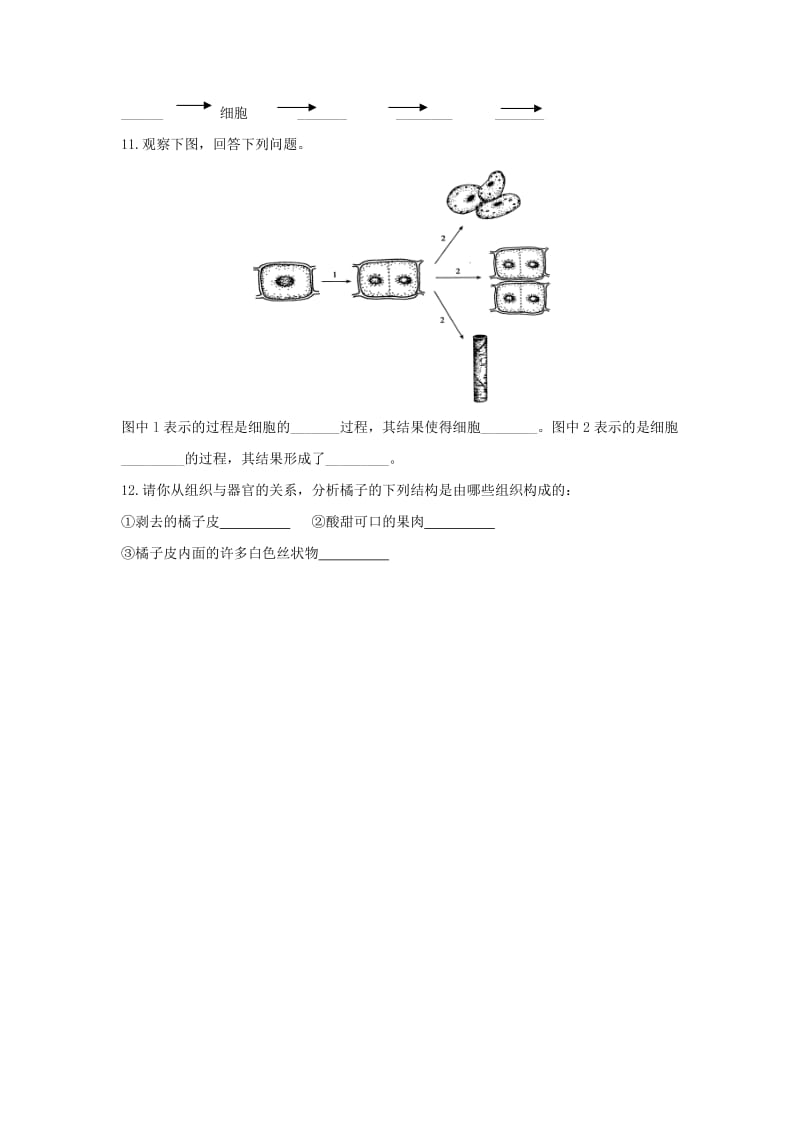 七年级生物上册 2.4.1《细胞分化形成组织》同步练习2 （新版）新人教版.doc_第2页