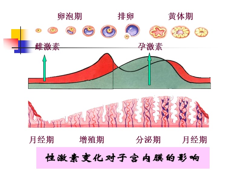 月经失调病人的护理及病例讲解.ppt_第3页