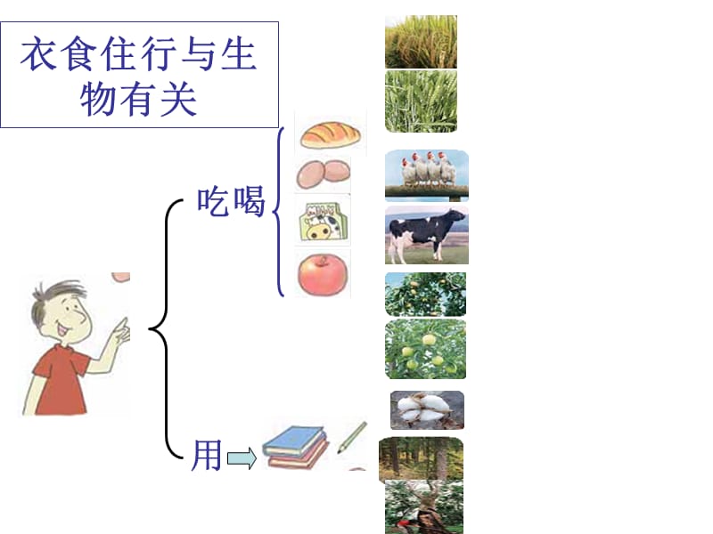 教科版科学六年级上册《生物多样性的意义》.ppt_第3页