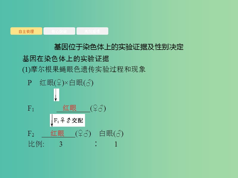 2020版高考生物一轮复习 6.1 基因在染色体上、伴性遗传课件 苏教版必修2.ppt_第3页