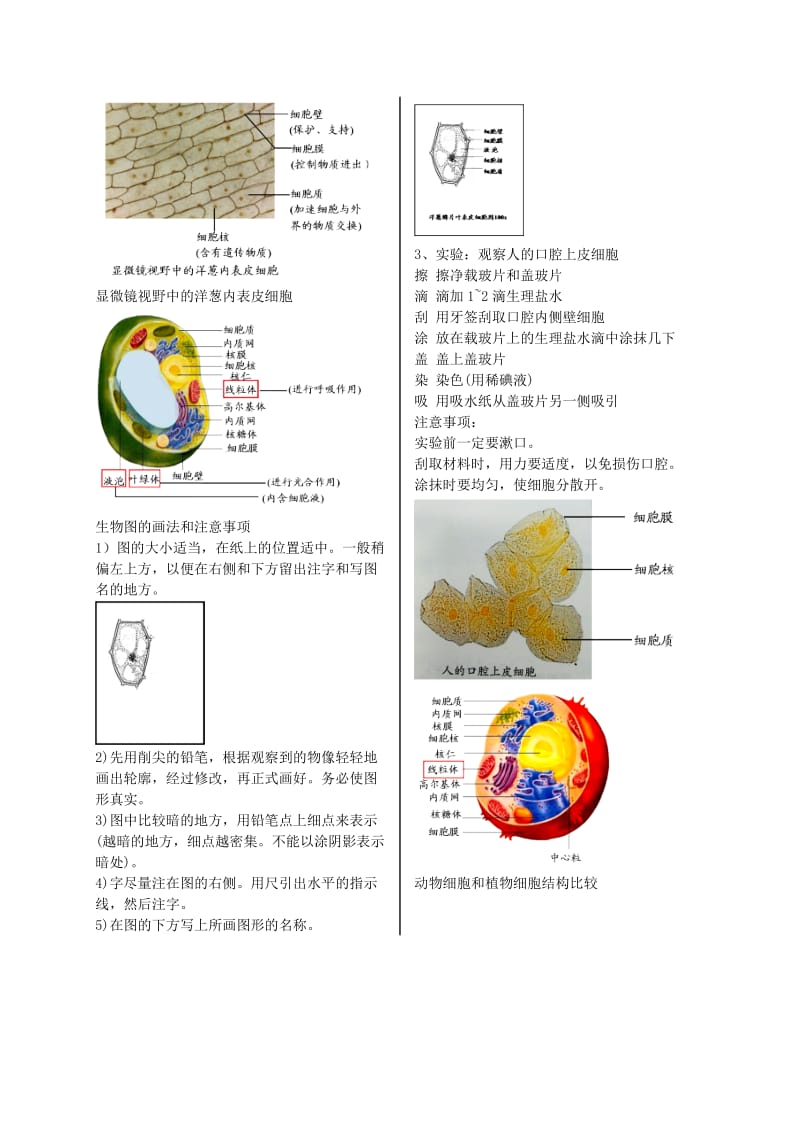 江苏省大丰市七年级生物上册 第5讲 植物细胞与动物细胞讲义 苏教版.doc_第2页