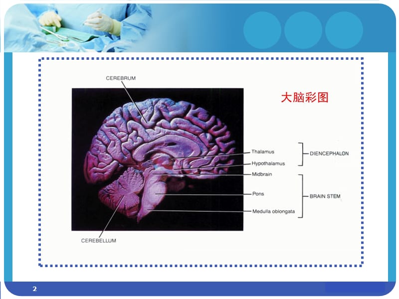 垂体生理与疾病ppt课件_第2页