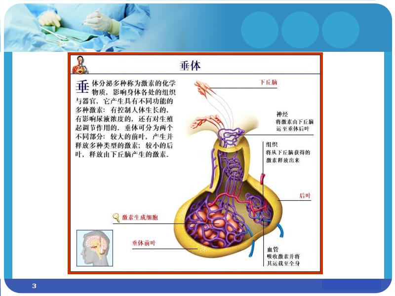 垂体生理与疾病ppt课件_第3页