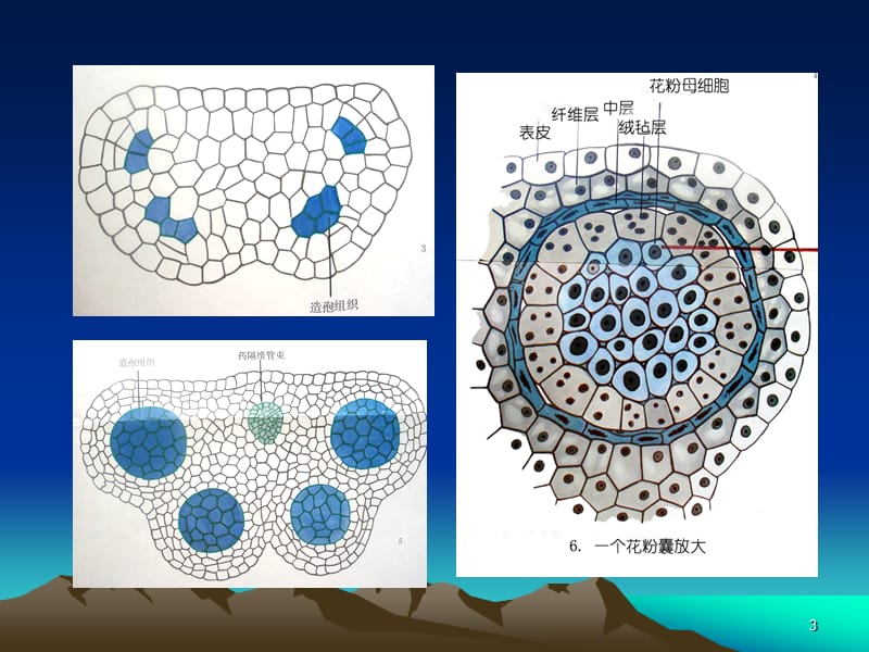 雌蕊的发育与结构ppt课件_第3页