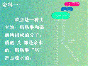 高中生物 第四章 第二節(jié) 生物膜的流動(dòng)鑲嵌模型課件 新人教版必修1.ppt