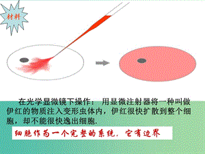 高中生物 3.1細胞膜-系統(tǒng)的邊界課件 新人教版必修1.ppt