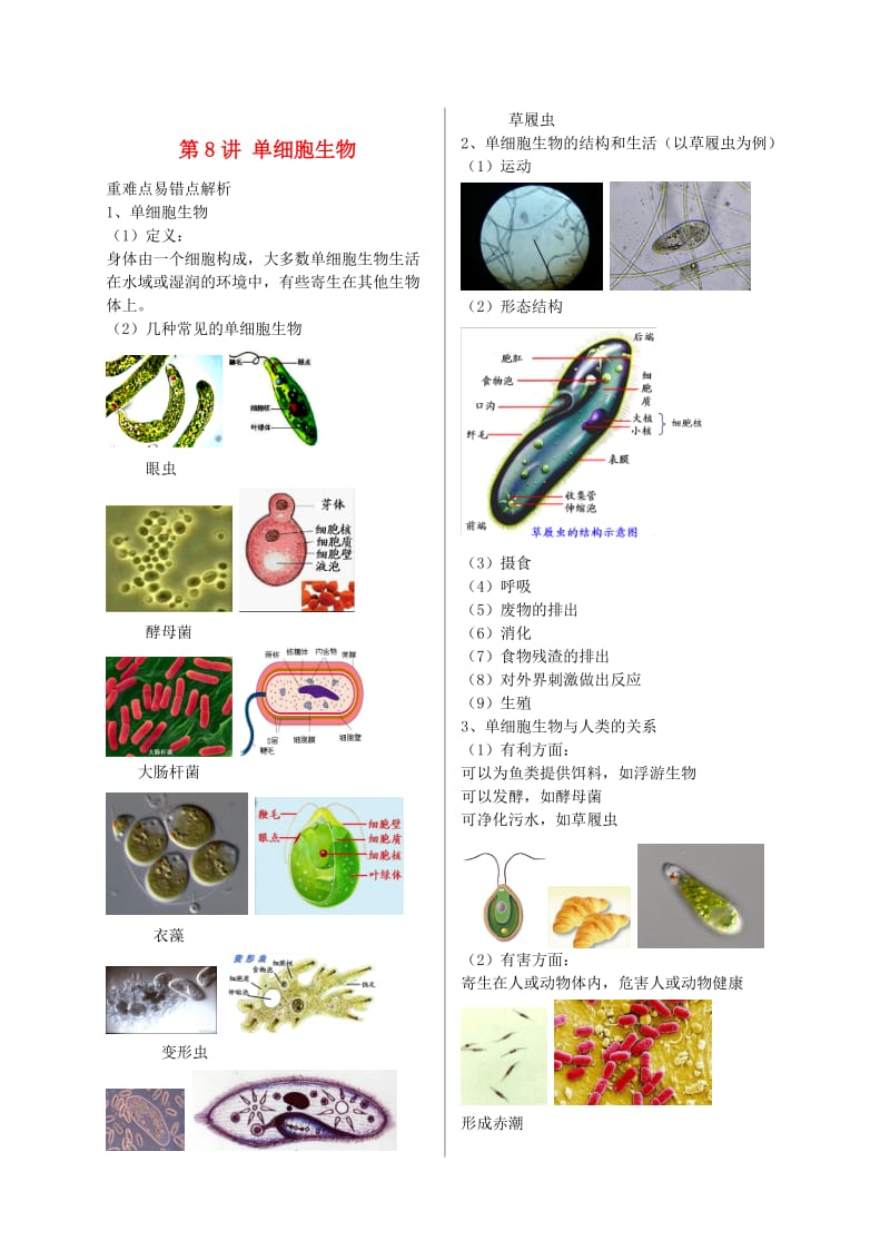 江苏省大丰市七年级生物上册 第8讲 单细胞生物讲义 苏教版.doc_第1页