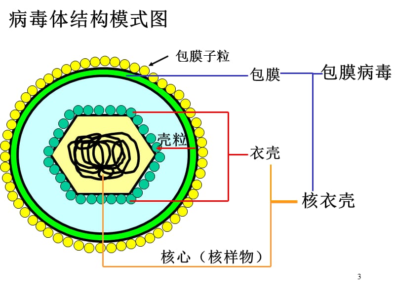 病毒复制ppt课件_第3页