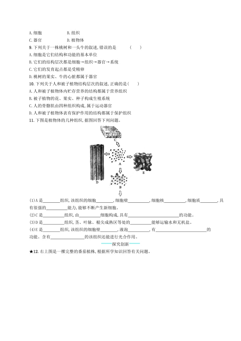 七年级生物上册2.2.3植物体的结构层次课后习题 新人教版.doc_第2页