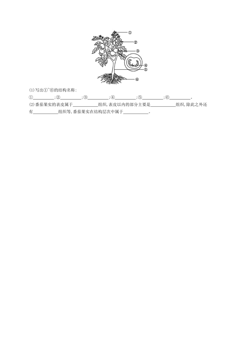 七年级生物上册2.2.3植物体的结构层次课后习题 新人教版.doc_第3页