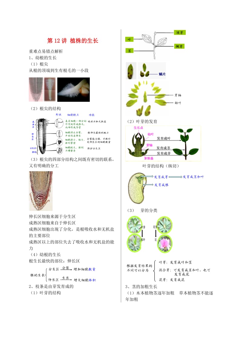 江苏省大丰市七年级生物上册 第12讲 植株的生长讲义 苏教版.doc_第1页